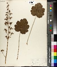 Heuchera americana image