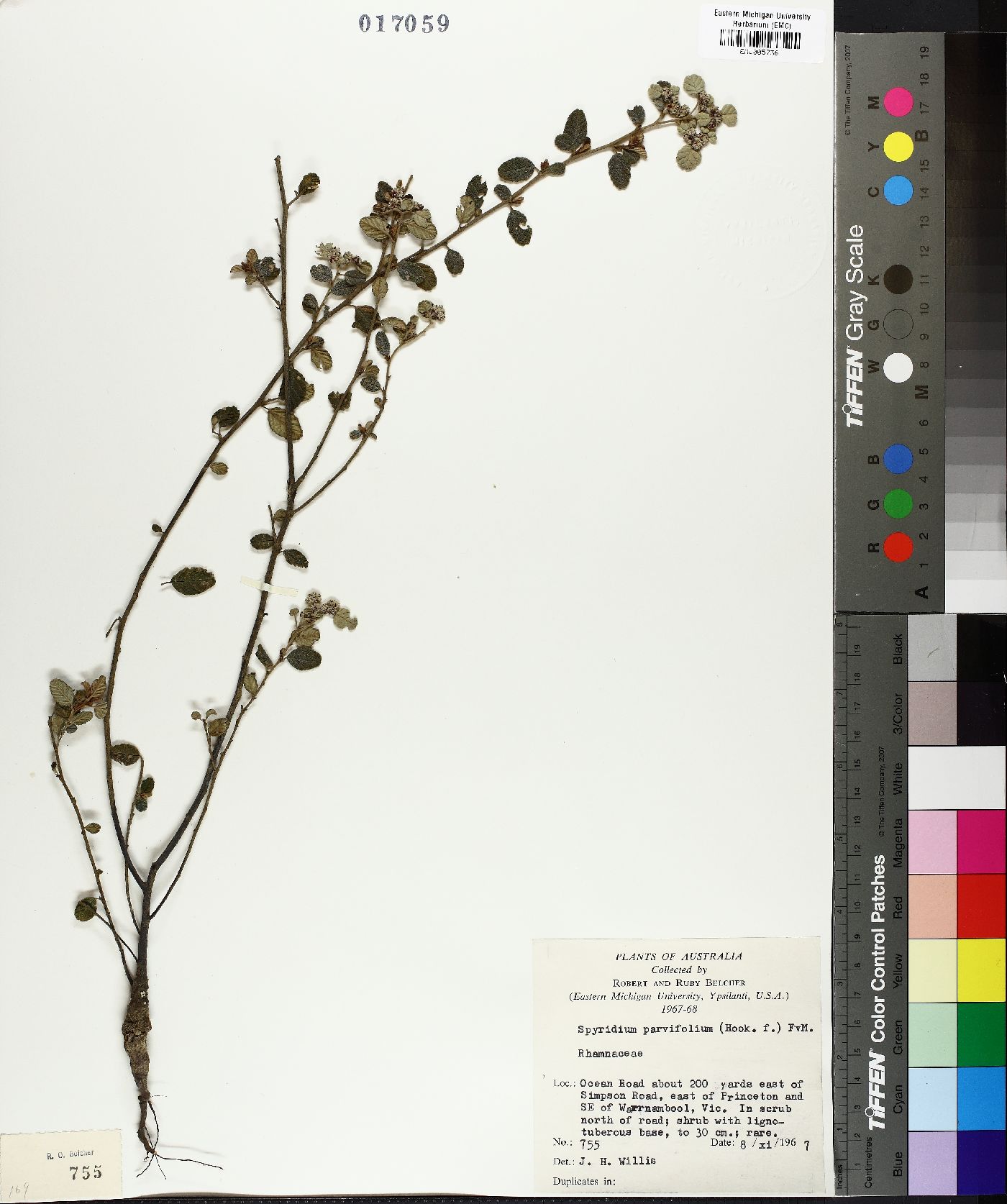 Cryptandra parvifolia image