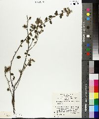 Cryptandra parvifolia image