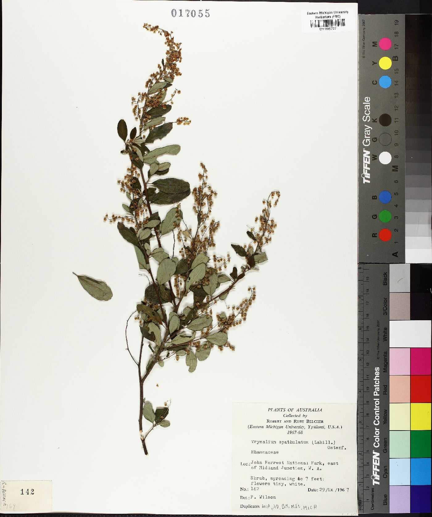 Trymalium image