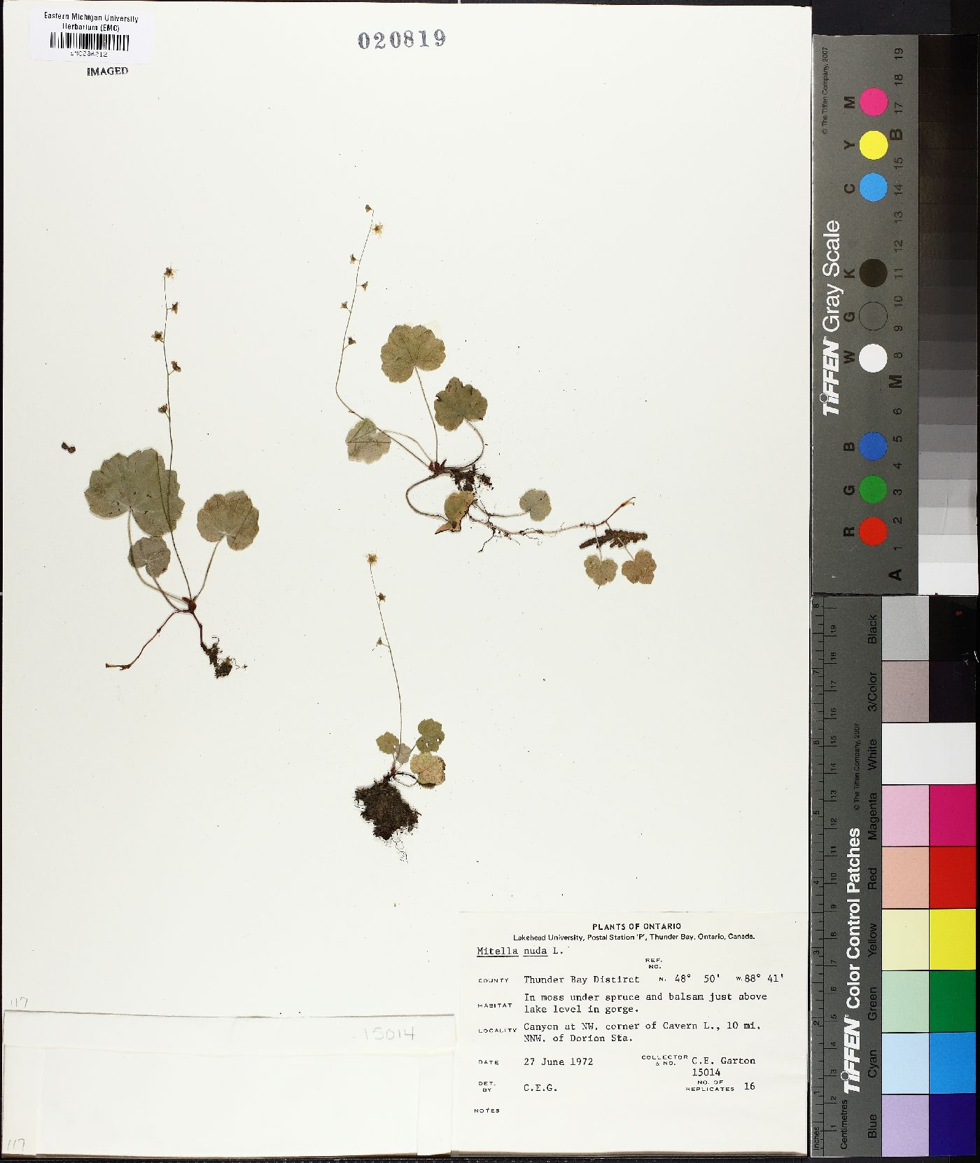 Mitella nuda image