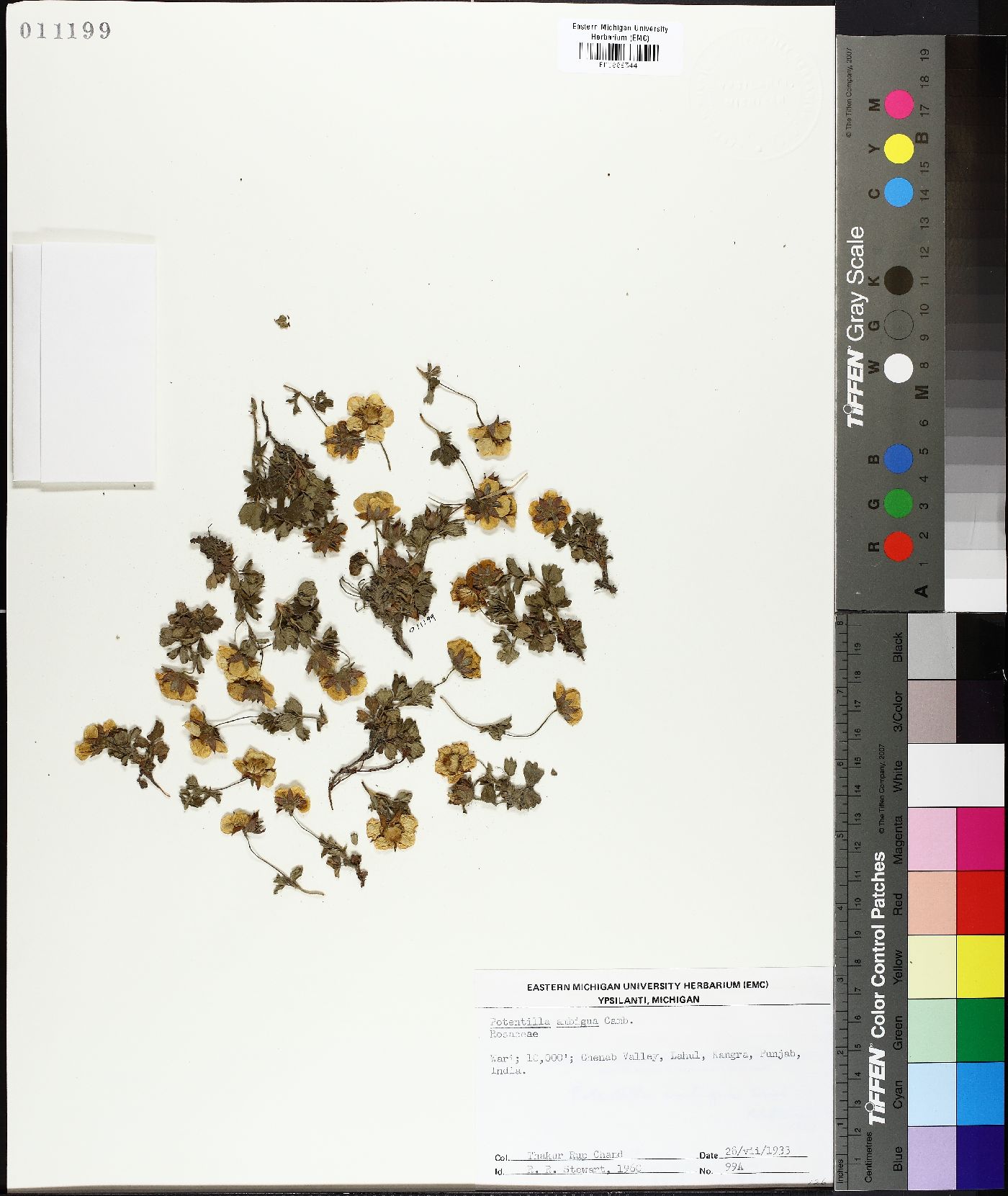 Sibbaldia cuneifolia image