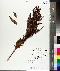 Sorbaria tomentosa image