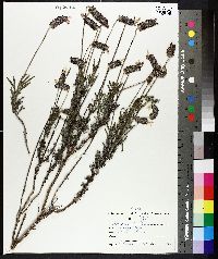 Lavandula stoechas image