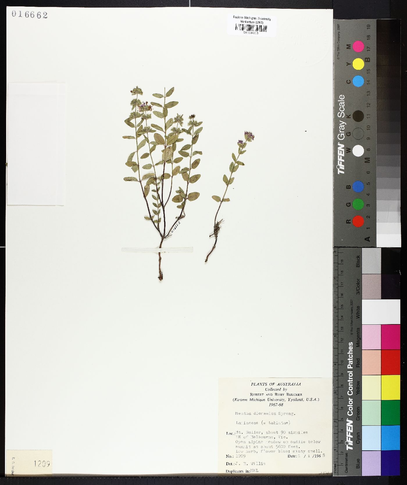 Mentha diemenica image