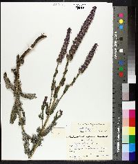 Nepeta tuberosa image