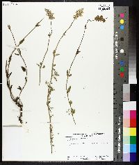 Image of Nepeta discolor