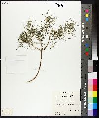 Prostanthera baxteri image