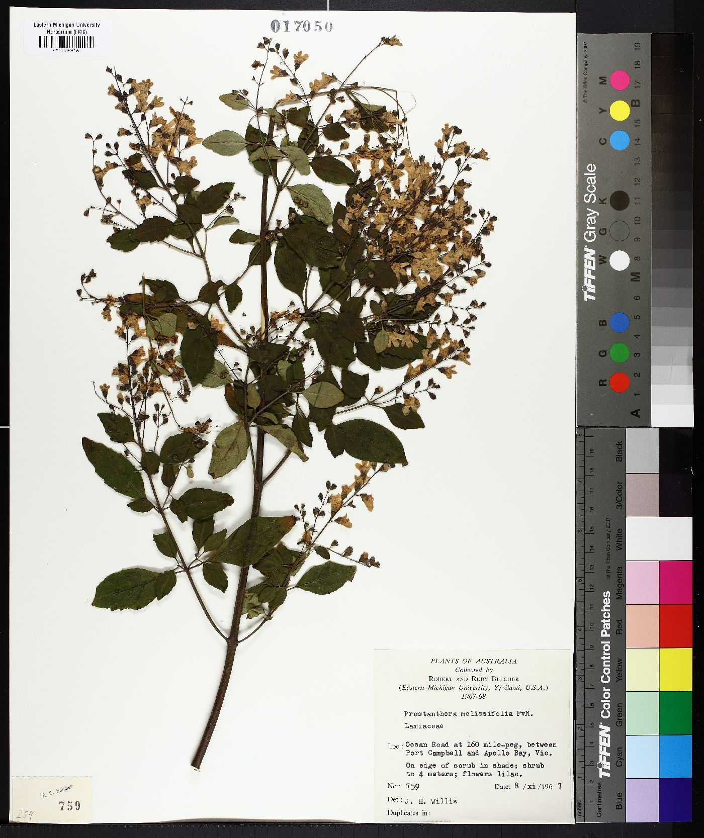 Prostanthera melissifolia image