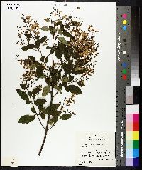 Image of Prostanthera melissifolia