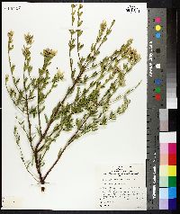 Prostanthera striatiflora image