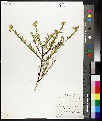 Prostanthera striatiflora image