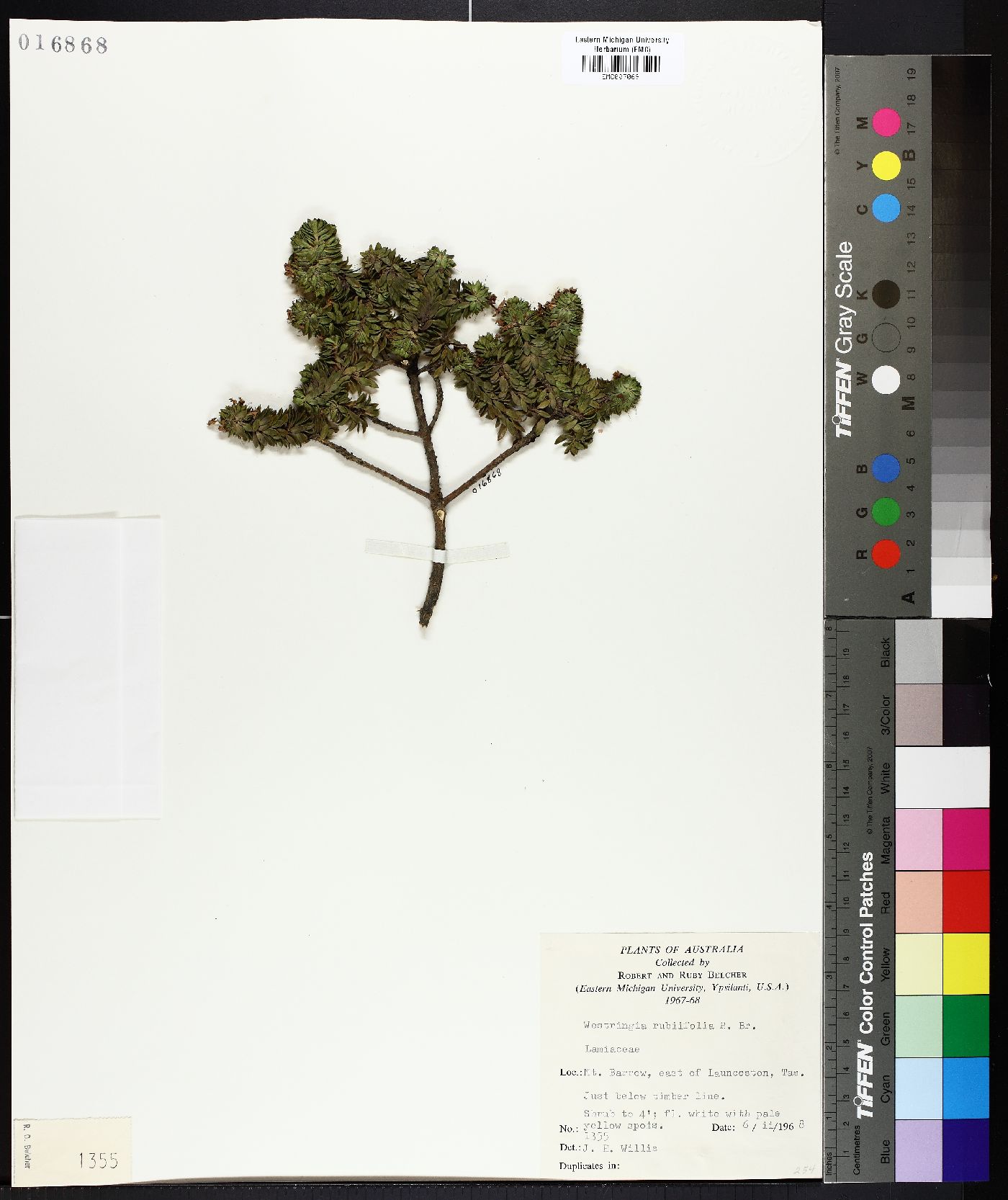 Westringia rubiifolia image