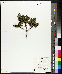 Media resource of Westringia rubiifolia