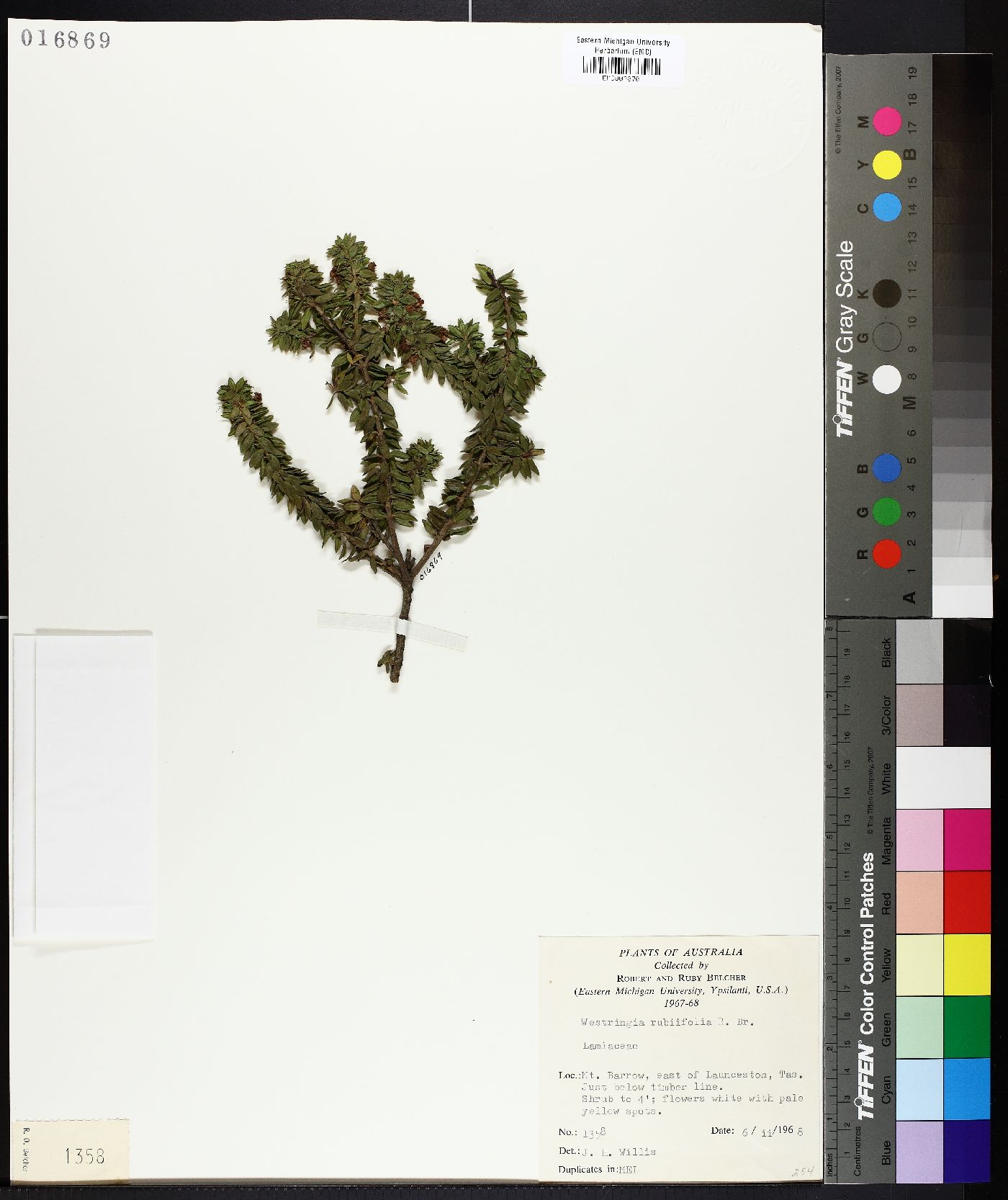 Westringia rubiifolia image