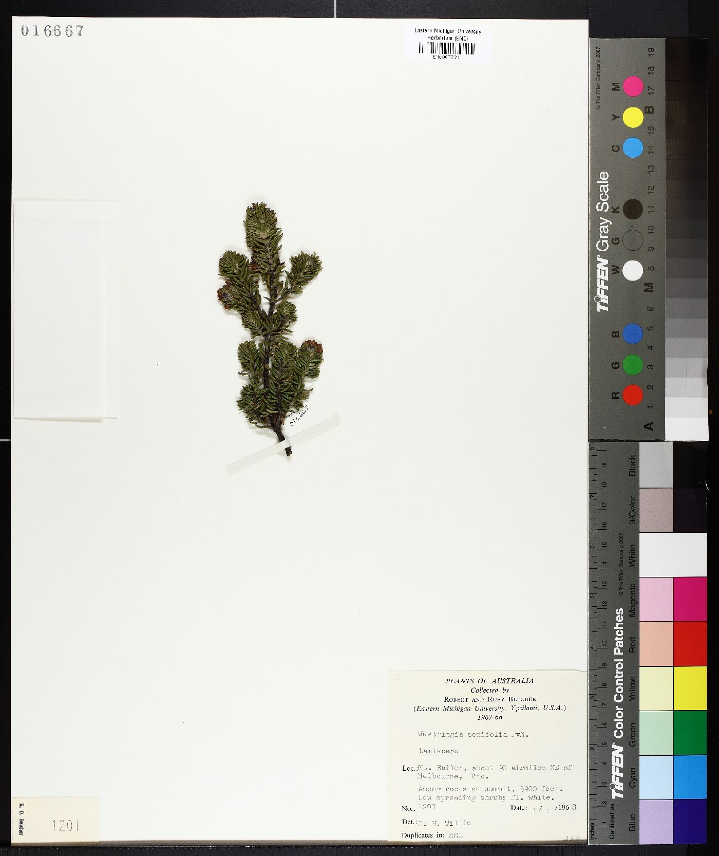 Westringia senifolia image