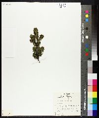 Media resource of Westringia senifolia