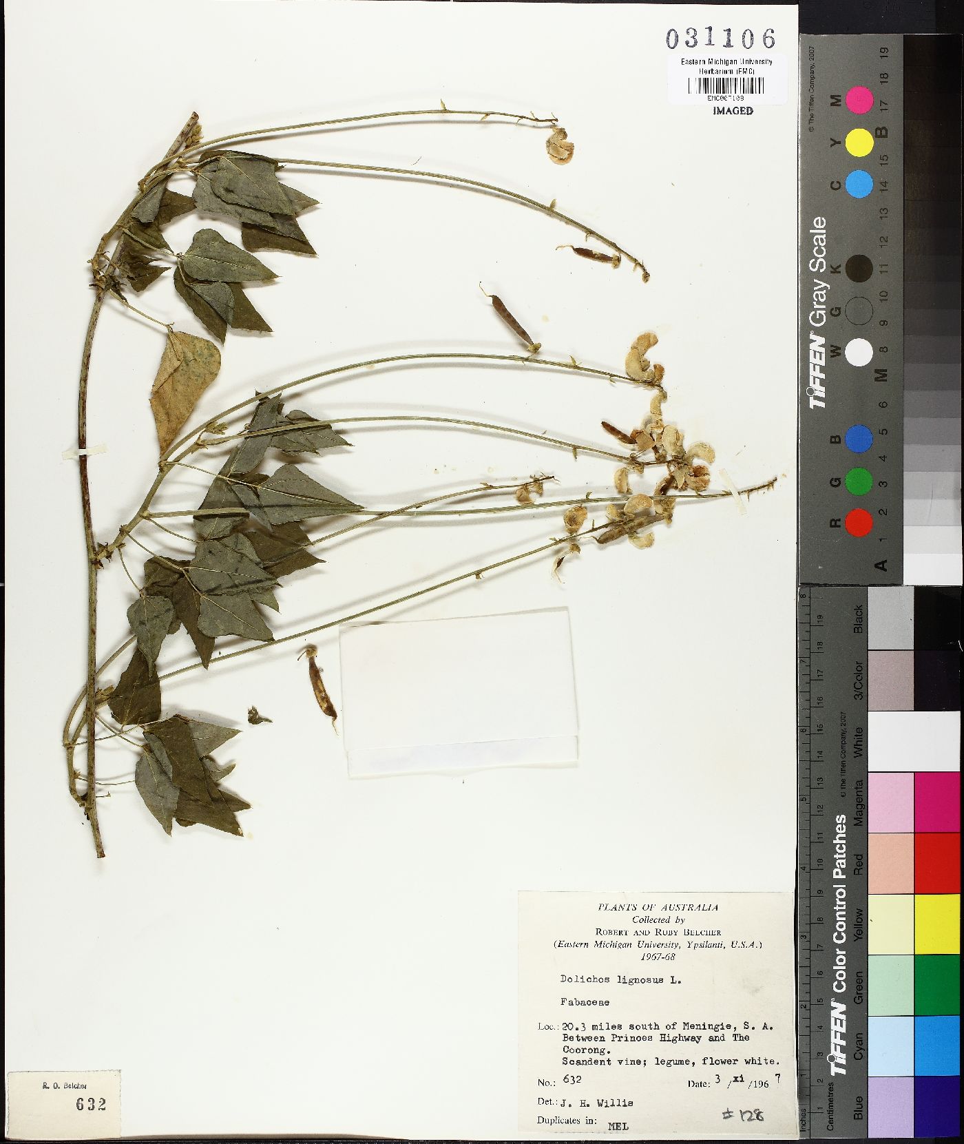 Dolichos lignosus image