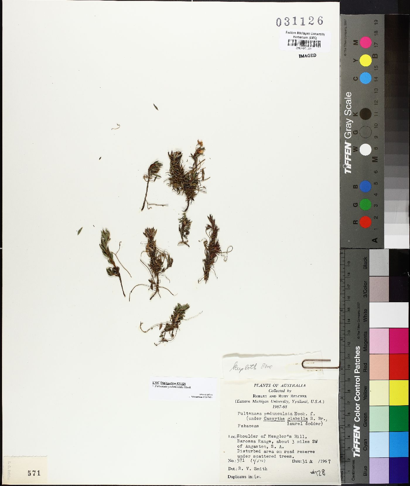 Pultenaea pedunculata image