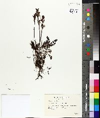 Pedicularis ornithorhyncha image