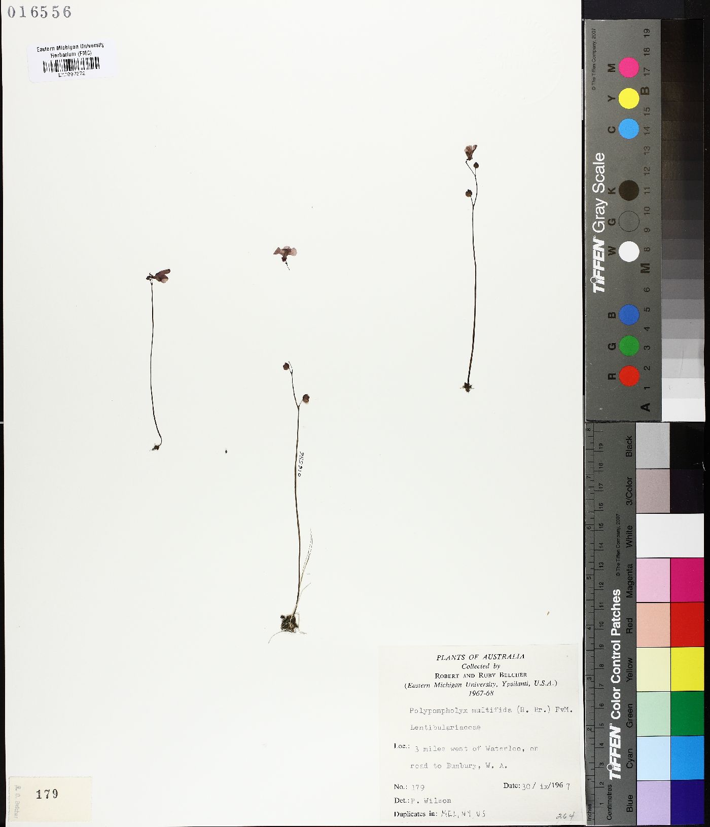 Utricularia multifida image