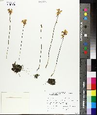 Utricularia cornuta image