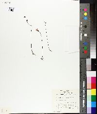 Utricularia dichotoma image