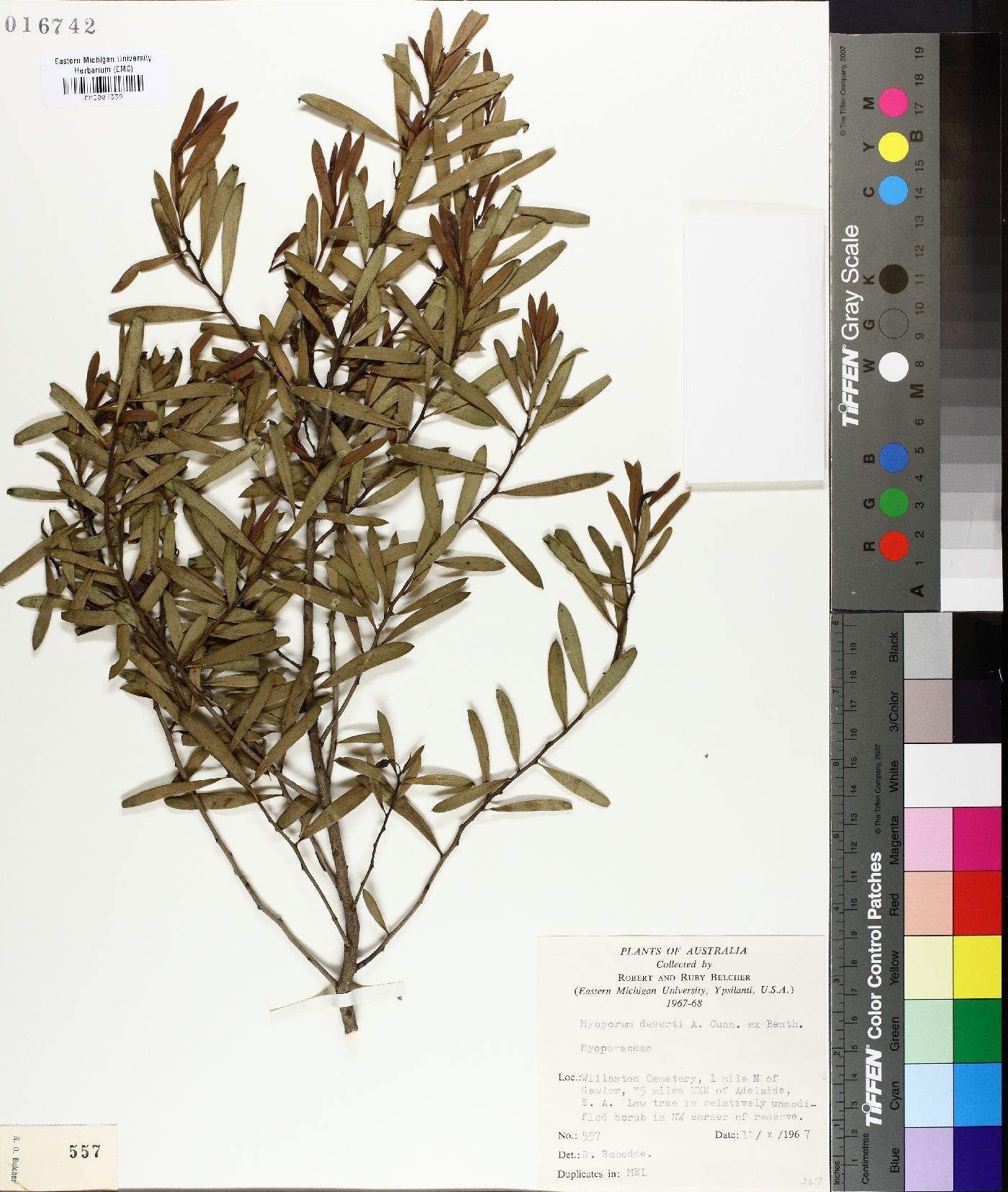 Eremophila deserti image