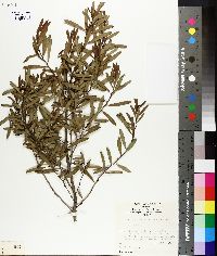 Image of Eremophila deserti