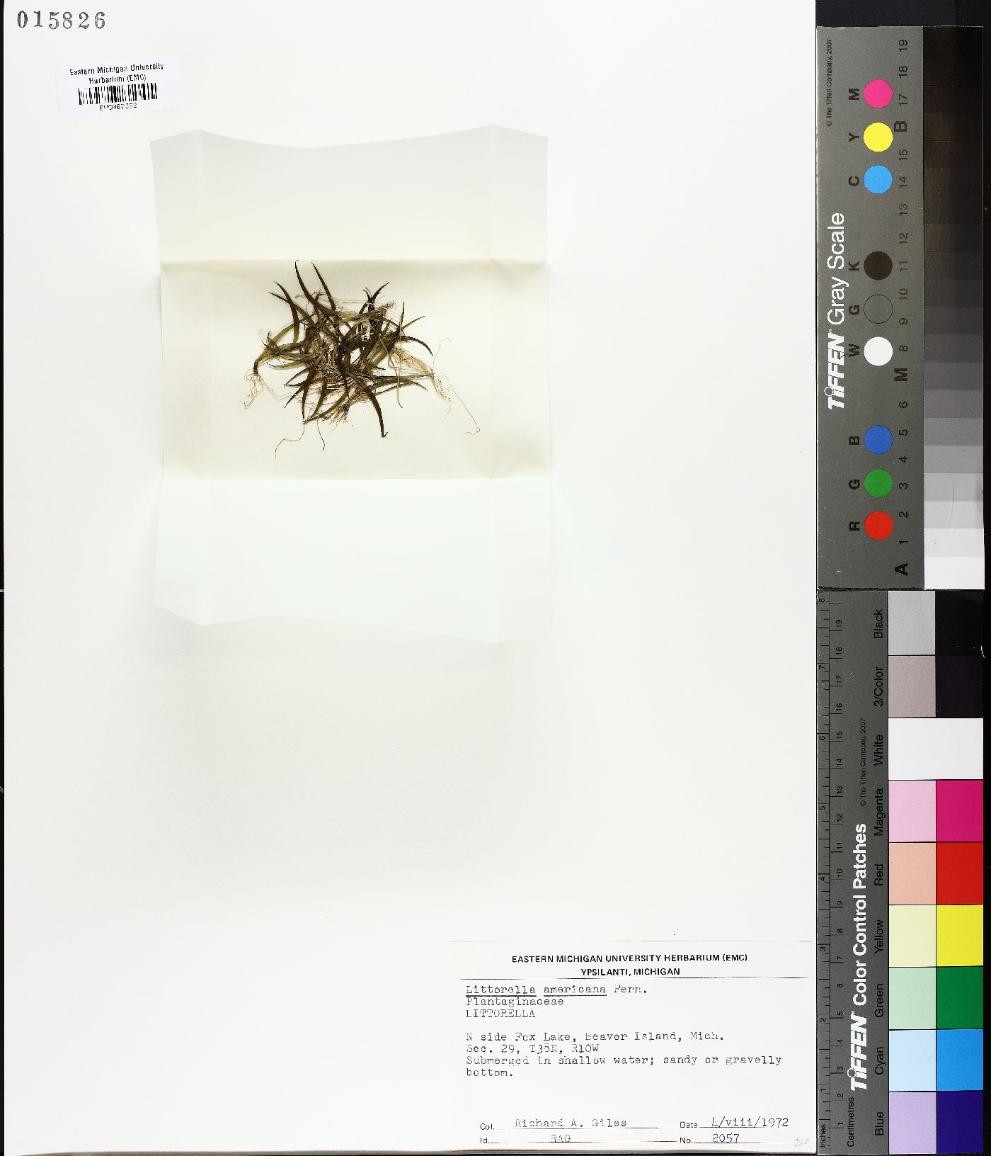 Littorella americana image
