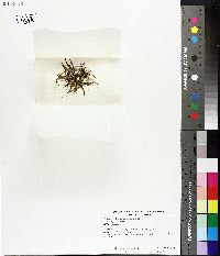 Littorella americana image