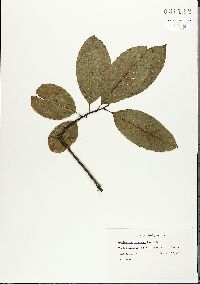 Oxydendrum arboreum image