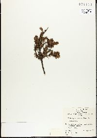 Image of Podocarpus lawrencei