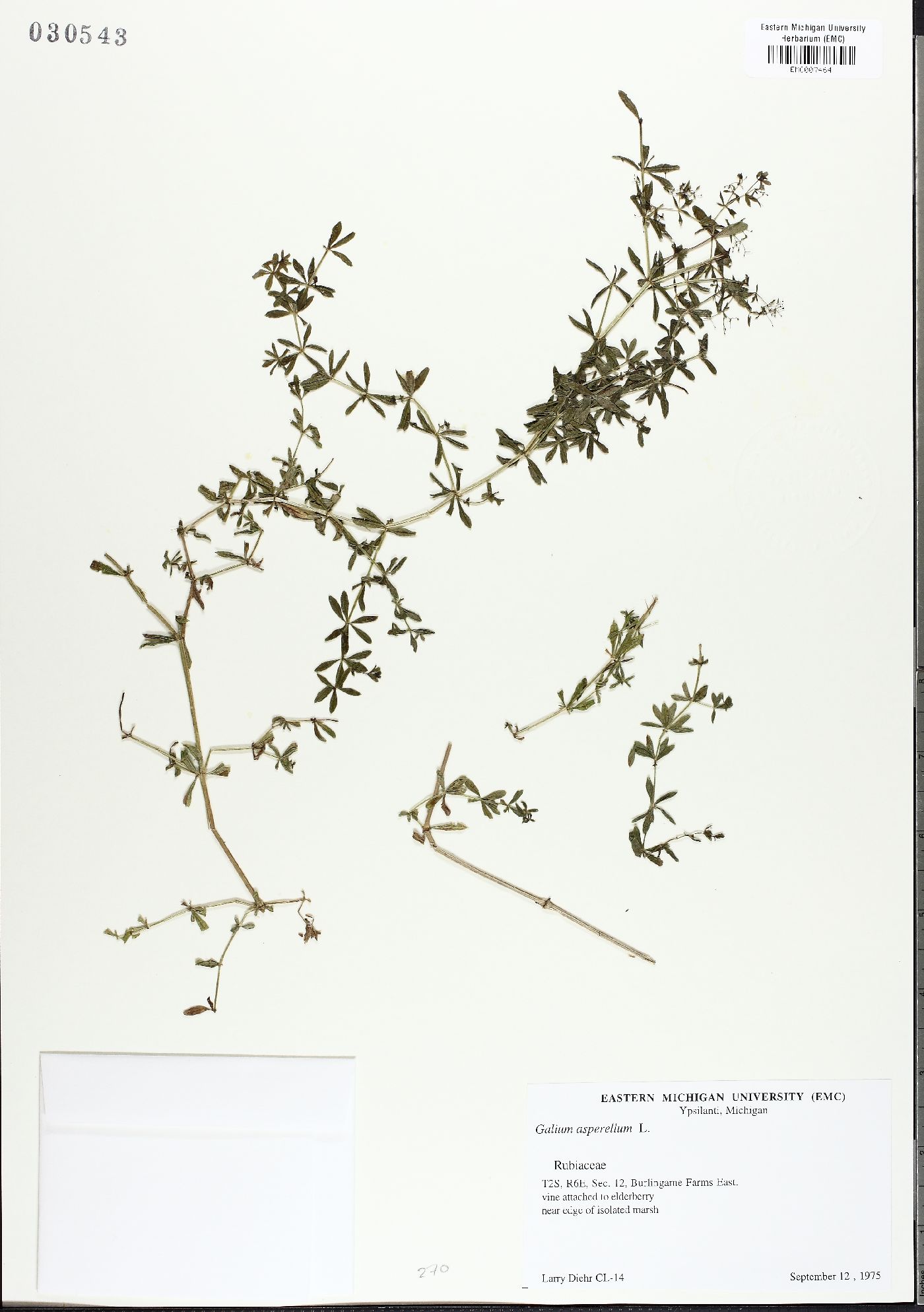 Galium asperulum image