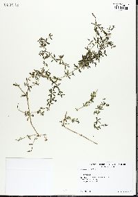 Galium asperulum image