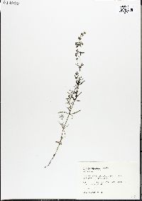 Galium obtusum image