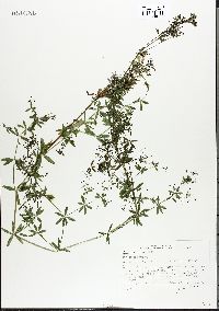 Galium asprellum image