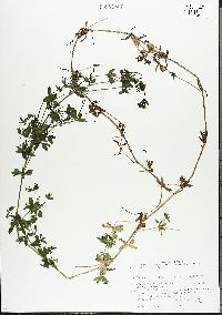 Galium asprellum image