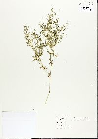 Galium virgatum image