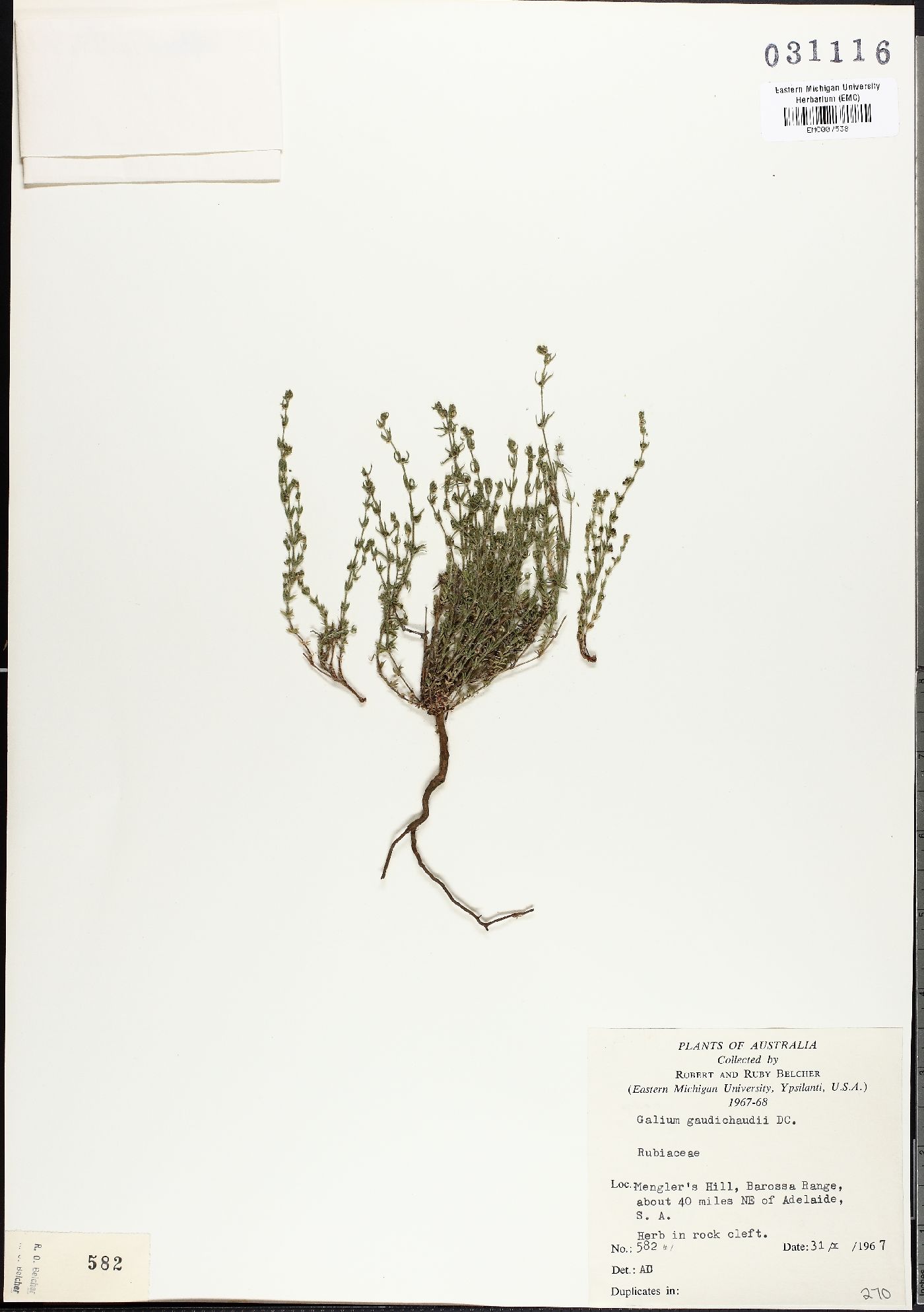 Galium gaudichaudii image