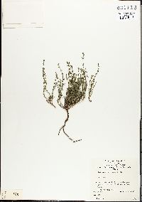 Galium gaudichaudii image