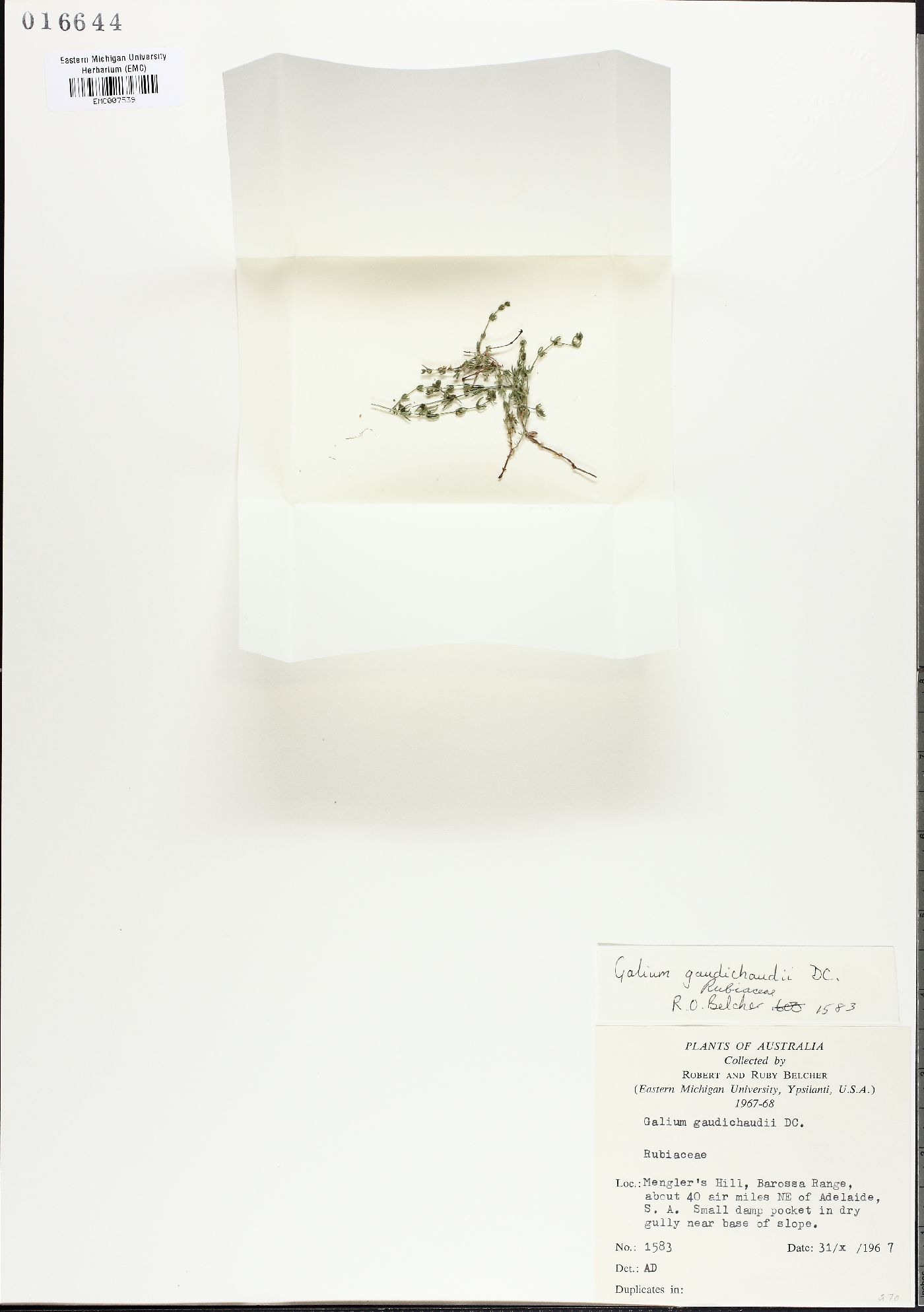 Galium gaudichaudii image