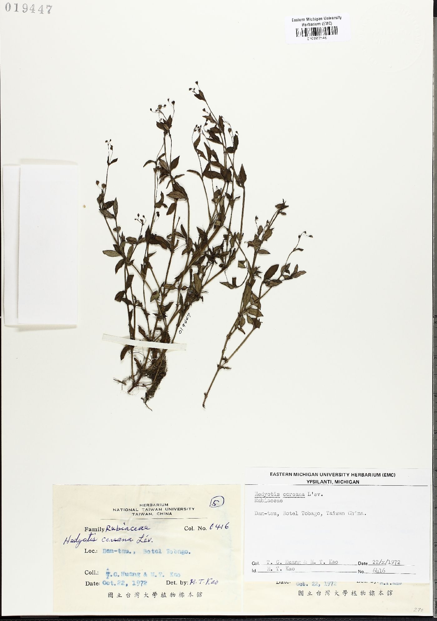 Leptopetalum coreanum image