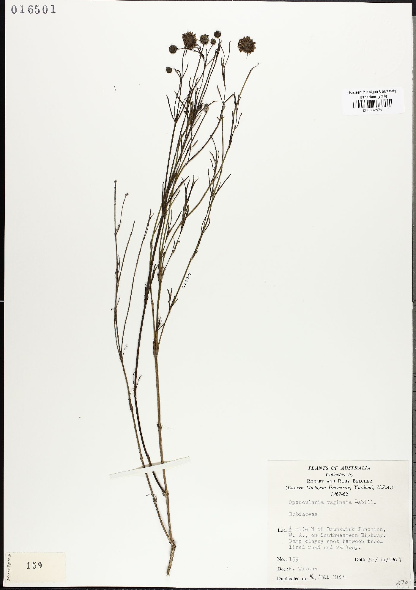 Opercularia vaginata image