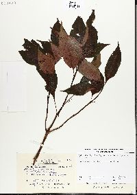 Ophiorrhiza japonica image