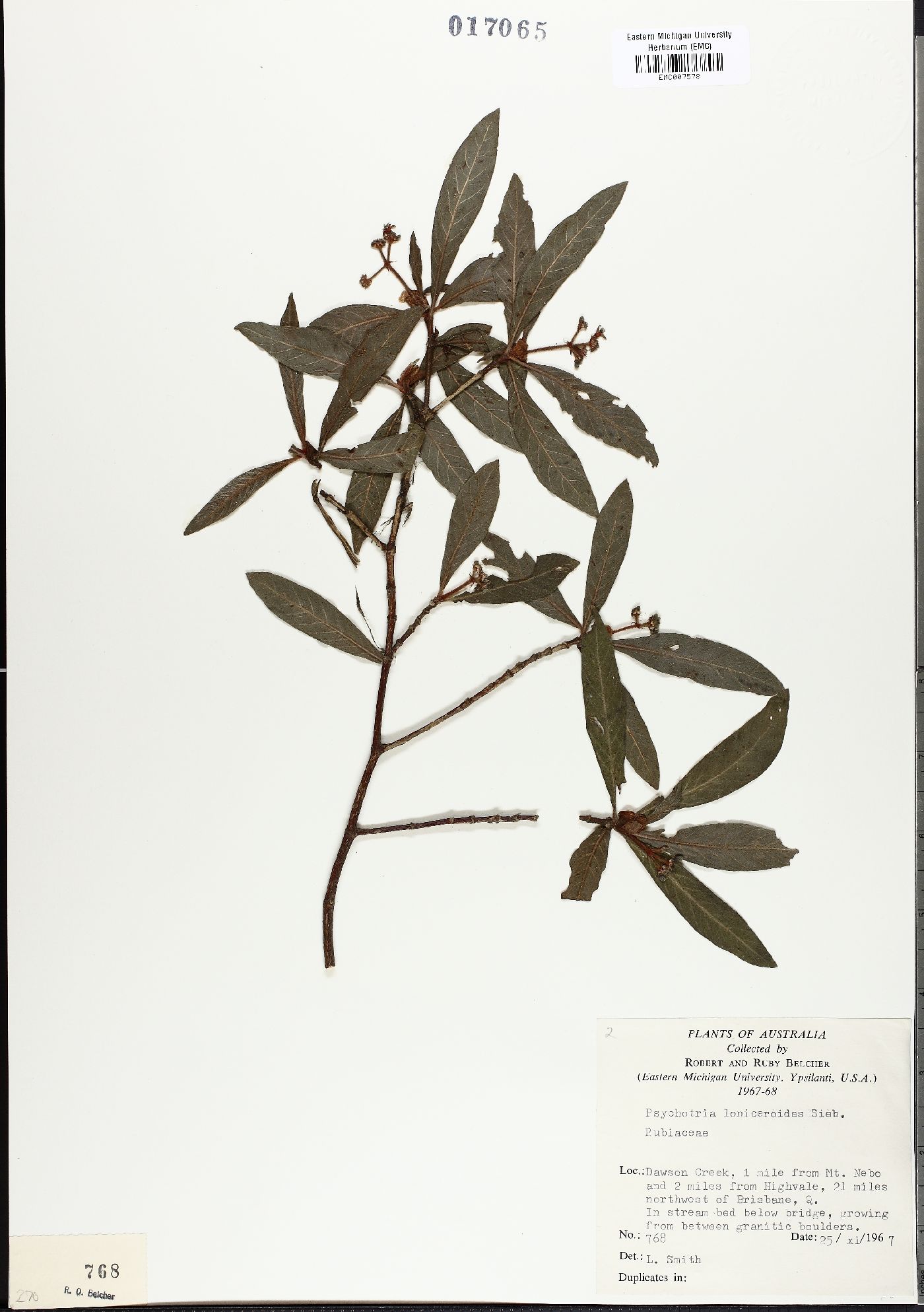 Psychotria loniceroides image