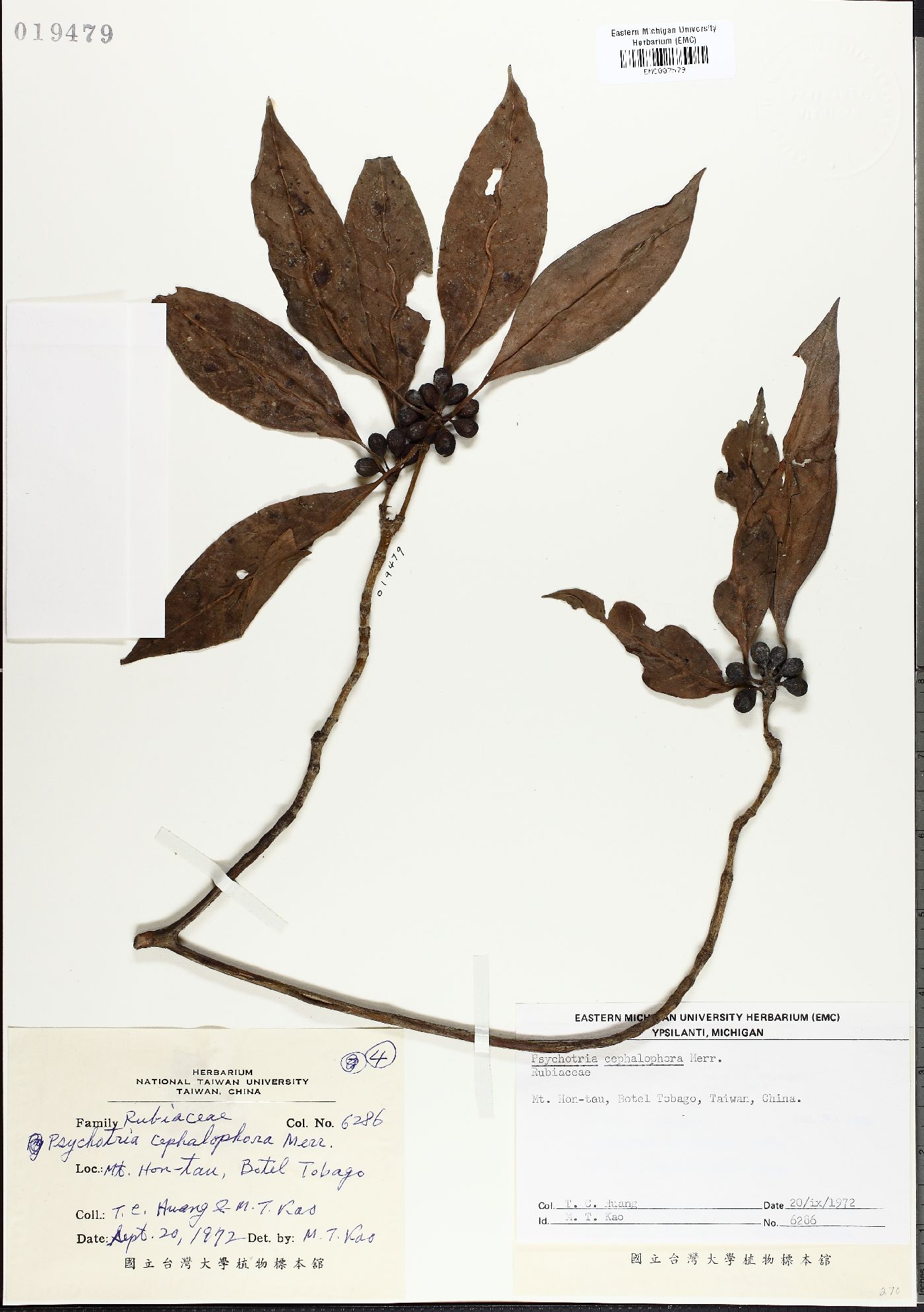 Psychotria cephalophora image