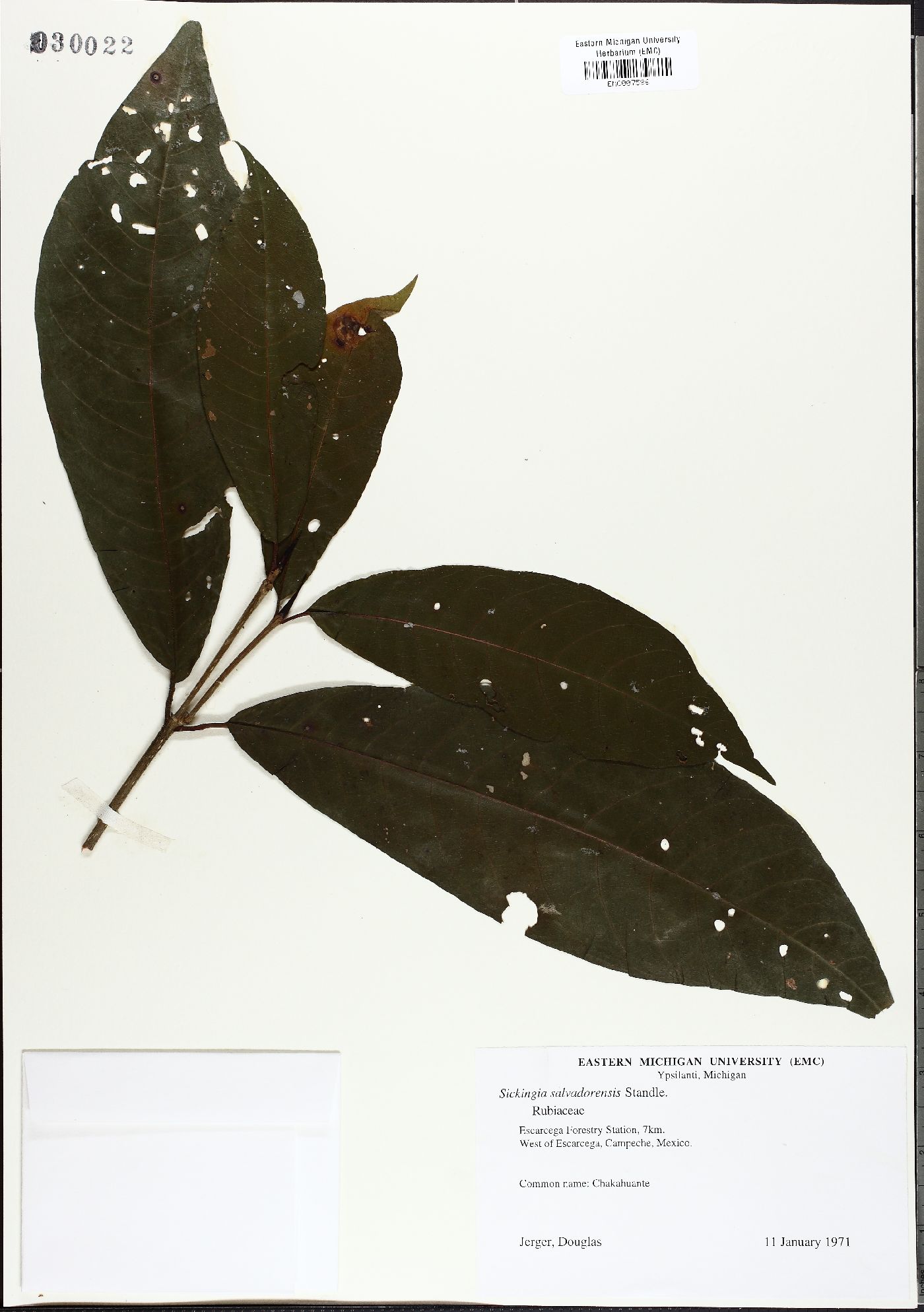 Simira salvadorensis image