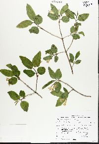 Lonicera canadensis image