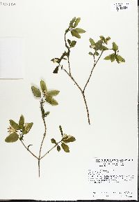 Lonicera canadensis image